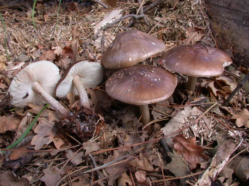 Un Pluteus cervinus ...con la faccia da Melanoleuca.........